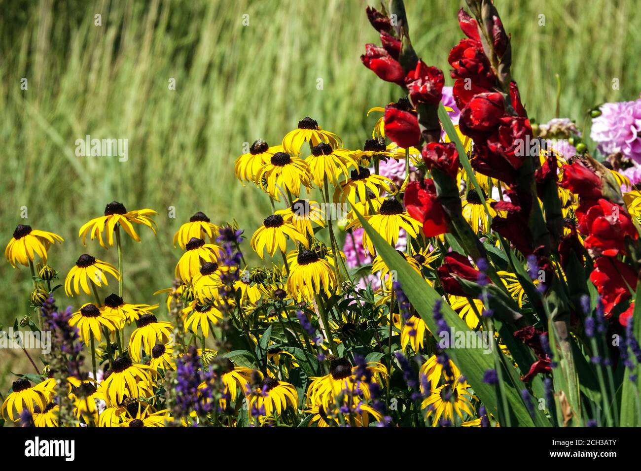 Fleurs de septembre jaune Rudbeckia Goldsturm Rouge Gladioli coloré fleuri fin été, fleurs de gladioli rouge jardin de Gladioli Banque D'Images