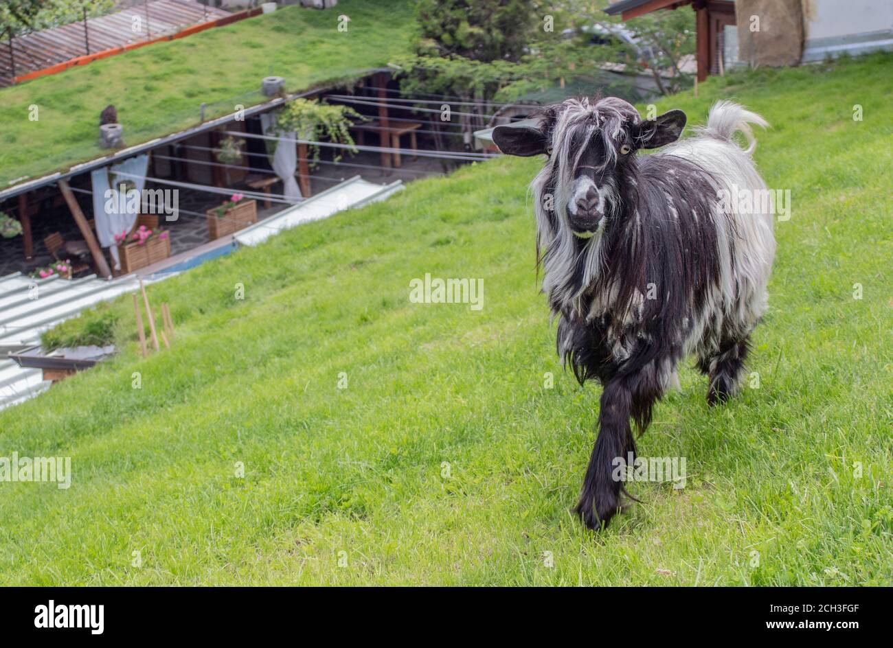 Une petite chèvre court sur l'herbe verte sur le toit. Banque D'Images