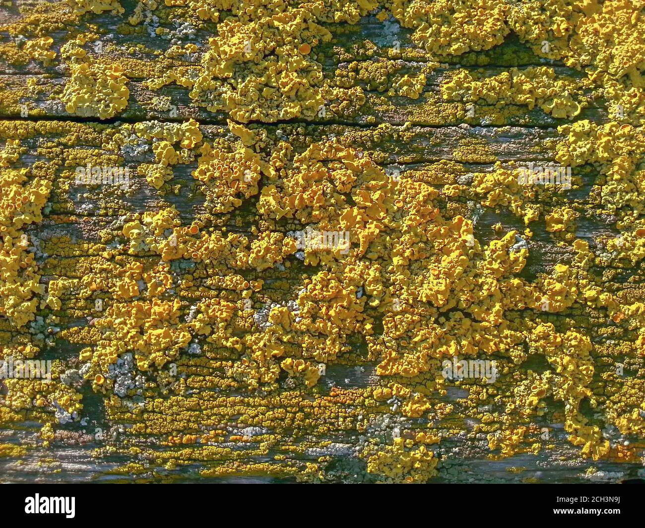 Golden Yellow Shield Lichen gros plan sur les anciennes planches de bois de surface, fond Banque D'Images