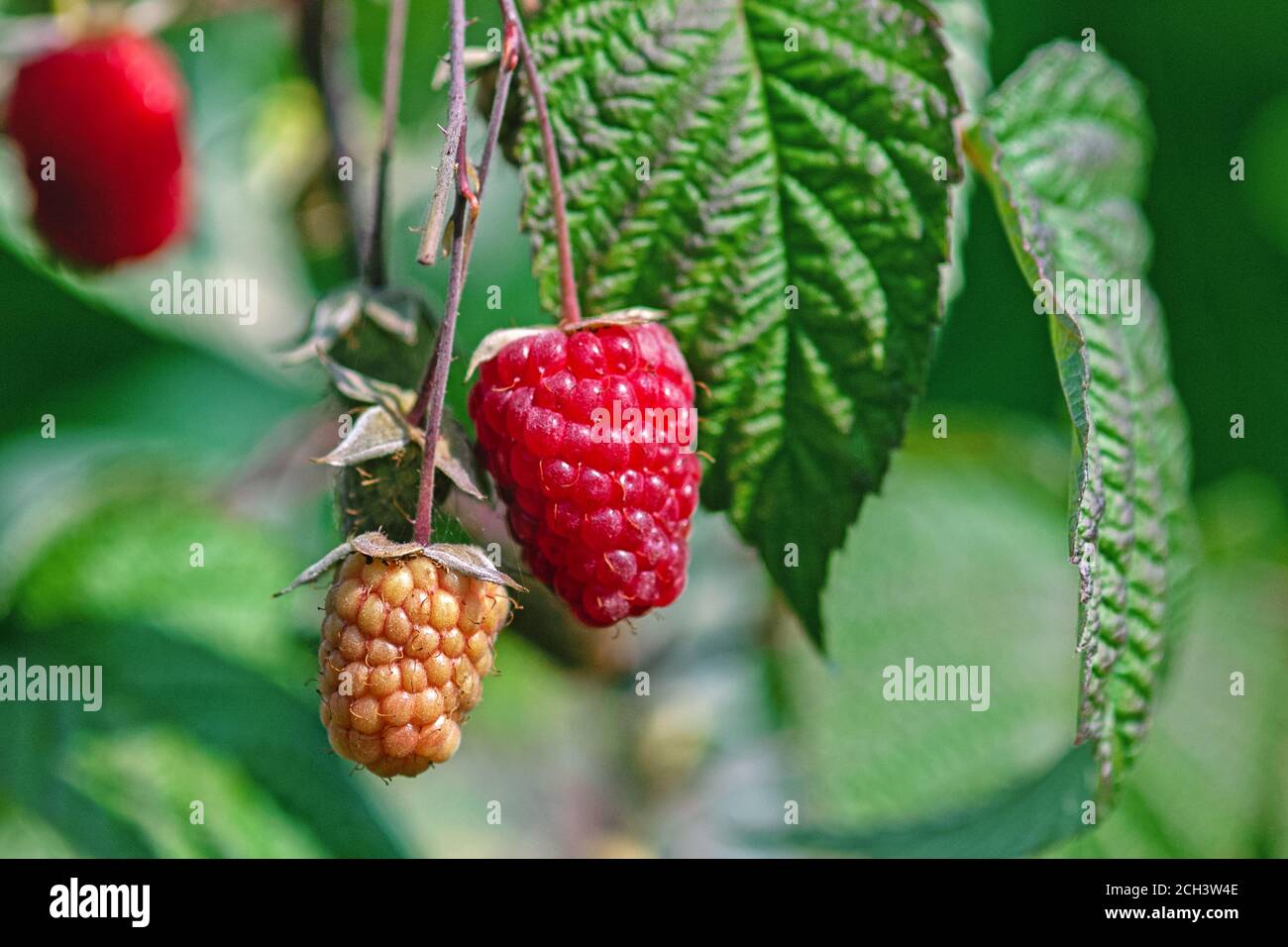 Mûrissement des framboises sur une brousse dans le jardin de la maison, à proximité Banque D'Images