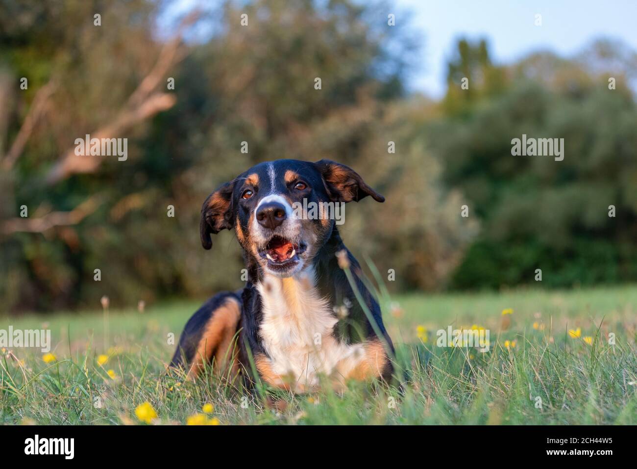 L'Appenzeller Sennenhund Banque D'Images