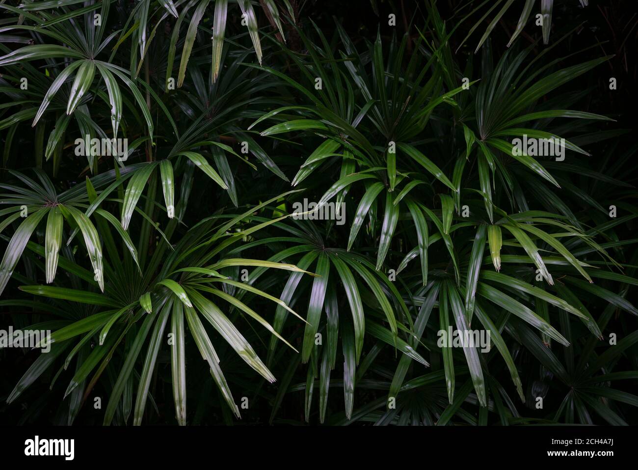 Magnifiques et luxuriants feuilles de palmier tropicales, fond de nature. Banque D'Images