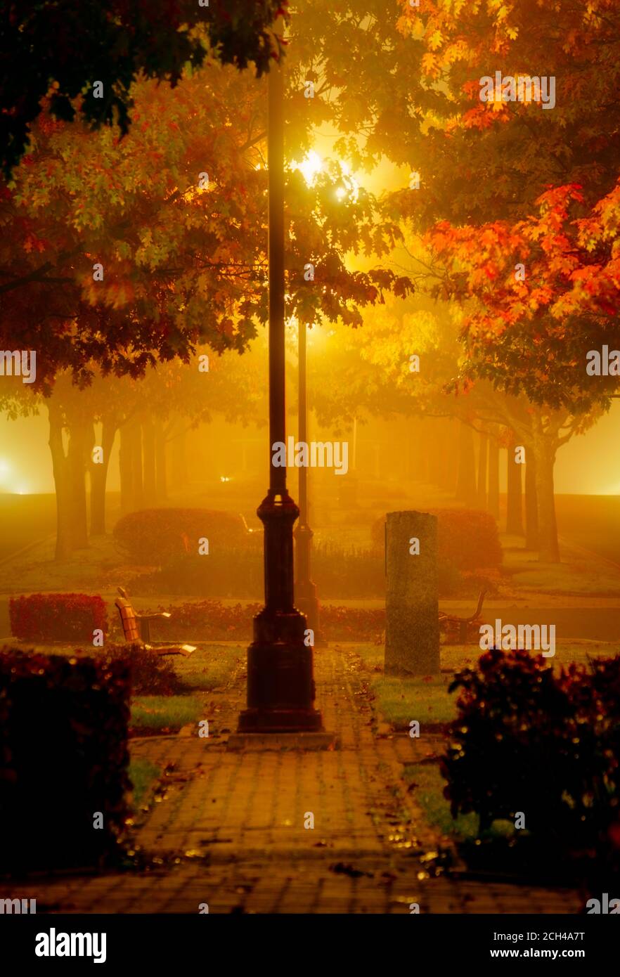 Heavy Blanked les routes, la ville et les arbres. Les érables sont visibles sous les lourds pour, Grand Falls, Nouveau-Brunswick, Canada. Banque D'Images