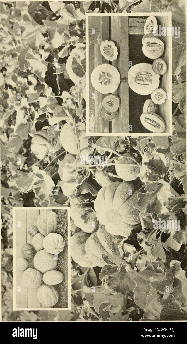 . L'attrait de la terre; l'histoire d'un jardin de marché et d'une parcelle laitière se développa en huit mois sur le territoire inactif de long Island . Le menu. o la pelouse plus belle que jamais, tandis que les oxalis en fleur sur les arbres, les roses, les pois doux et les coboeas et d'autres vignes grimpant sur la clôture, porche et tour; gladiolus dans les touffes et la racine de nasturtium pile un feu de magnifiques blos-soms. Les begonias bulbeux en fleurs rioteuses en face de la tour de réservoir et de l'extérieur du stand de lavage où les bois de racine servent de porte-serviette, après la maison et le terrain de gouvernement jusqu'au tour dans le lecteur. Le long de la clôture de la cour de poulet Banque D'Images