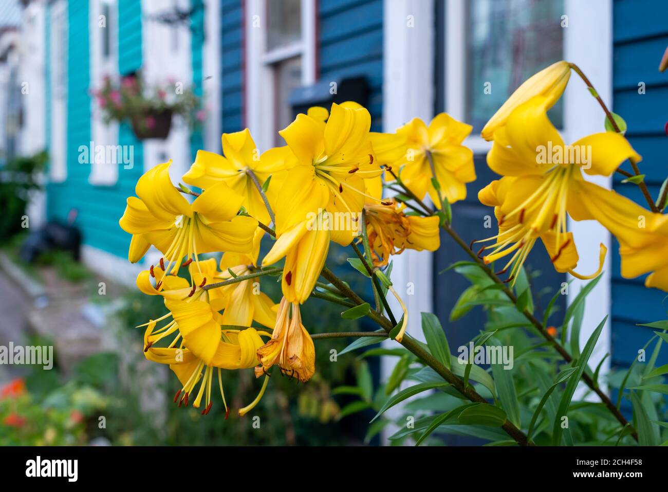 Fleurs de couleur jaune vif dans une boîte de fleurs attachée à une maison bleu vif. Banque D'Images