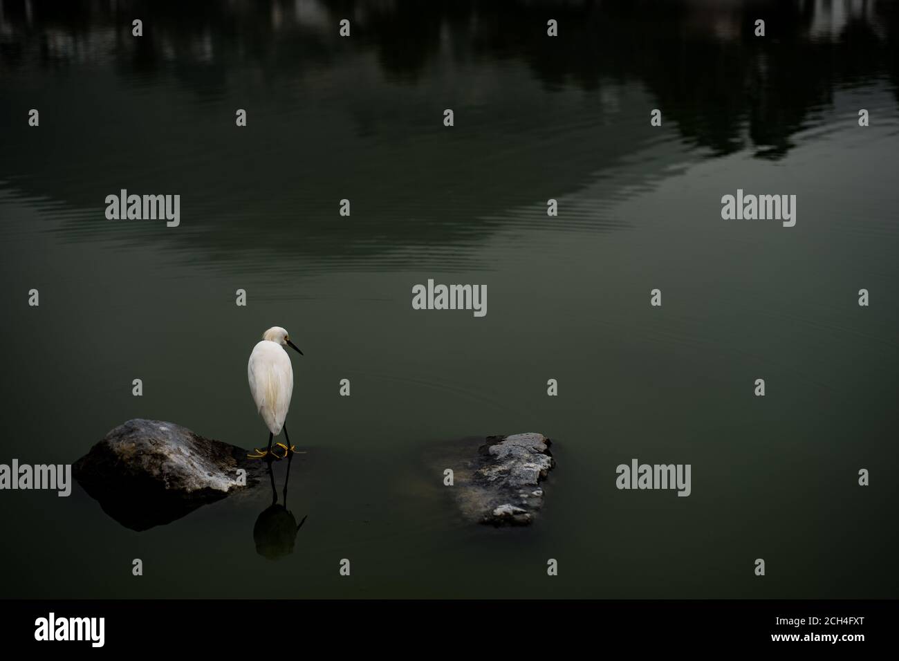 Vue arrière d'un Egretta Thula à la recherche de poissons dans un lagon. Oiseau blanc à la Laguna de LA MOLINA, Lima, Perú. Banque D'Images