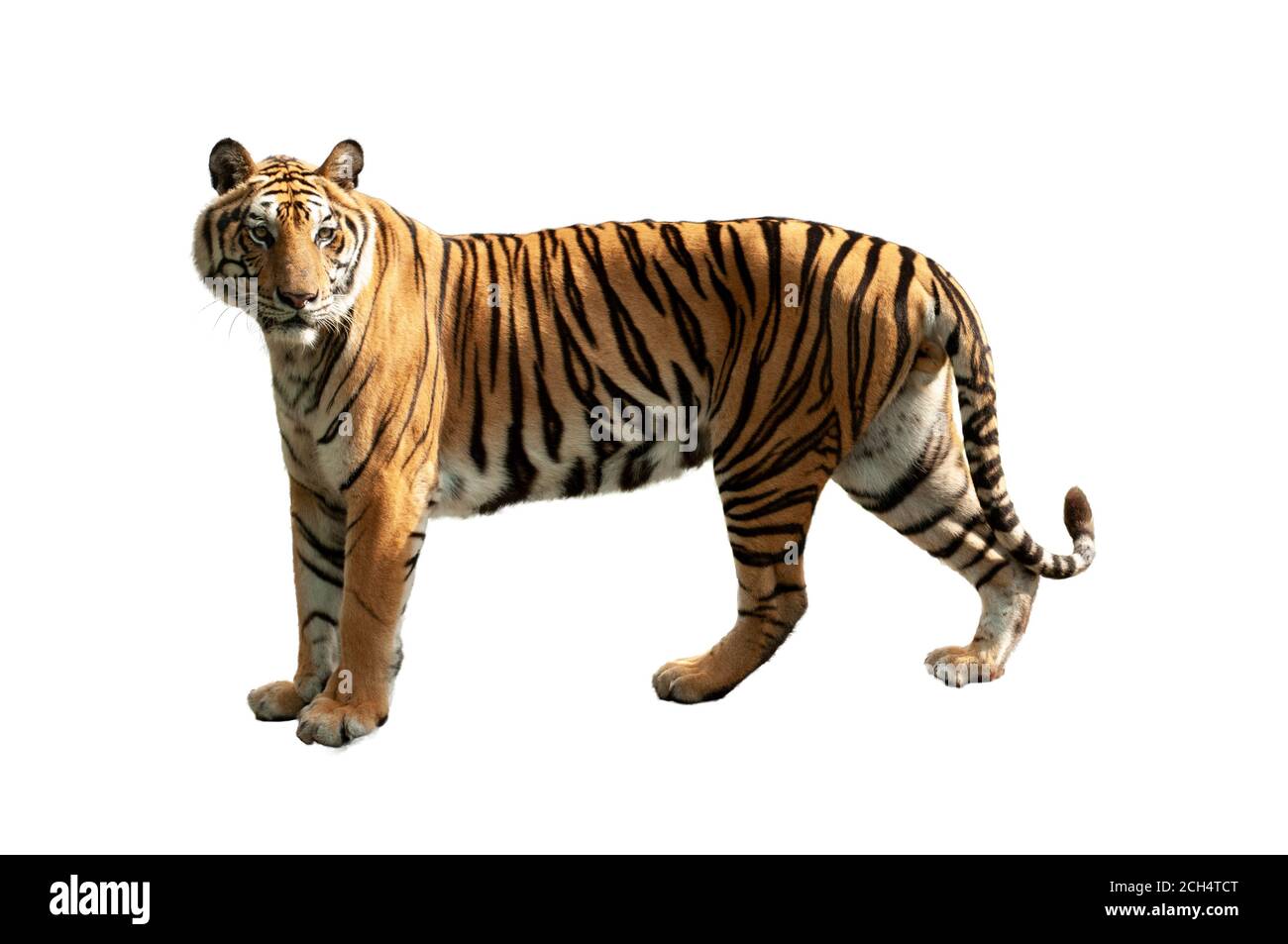 Tiger isolé sur fond blanc. Banque D'Images