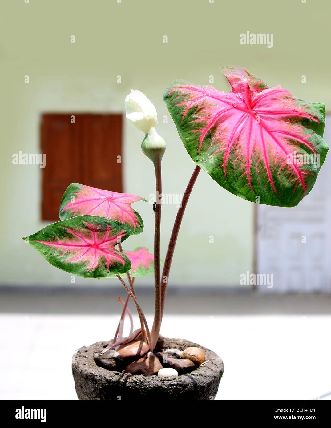 Caladium bicolore avec des feuilles roses et des veines vertes (Florida Sweetheart), des feuilles ornementales colorées des ailes d'ange ou du coeur de Jésus et de l'oreille d'éléphant, b Banque D'Images