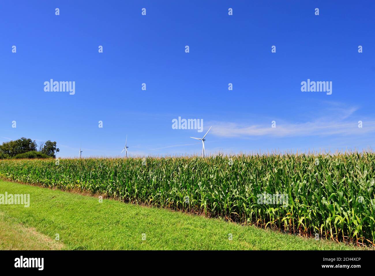 Malte, Illinois, États-Unis. Les éoliennes sont en face d'une récolte de maïs mûre sur une ferme du nord-est de l'Illinois. Banque D'Images