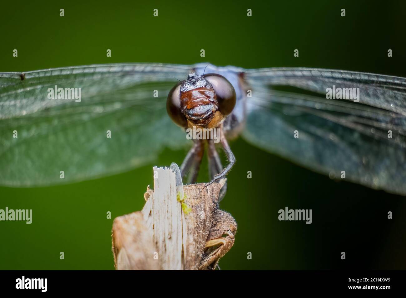 Un skimmer latte mâle (Libellula incesta). On dirait que c'est rire. Banque D'Images
