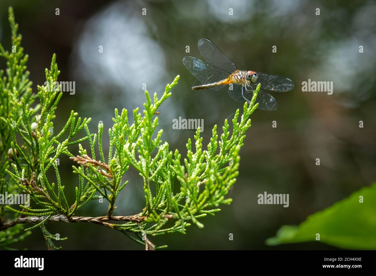 Une femelle de Dasher bleu (Pachydipax longipennis) perche sur une branche de cèdre. Raleigh, Caroline du Nord. Banque D'Images