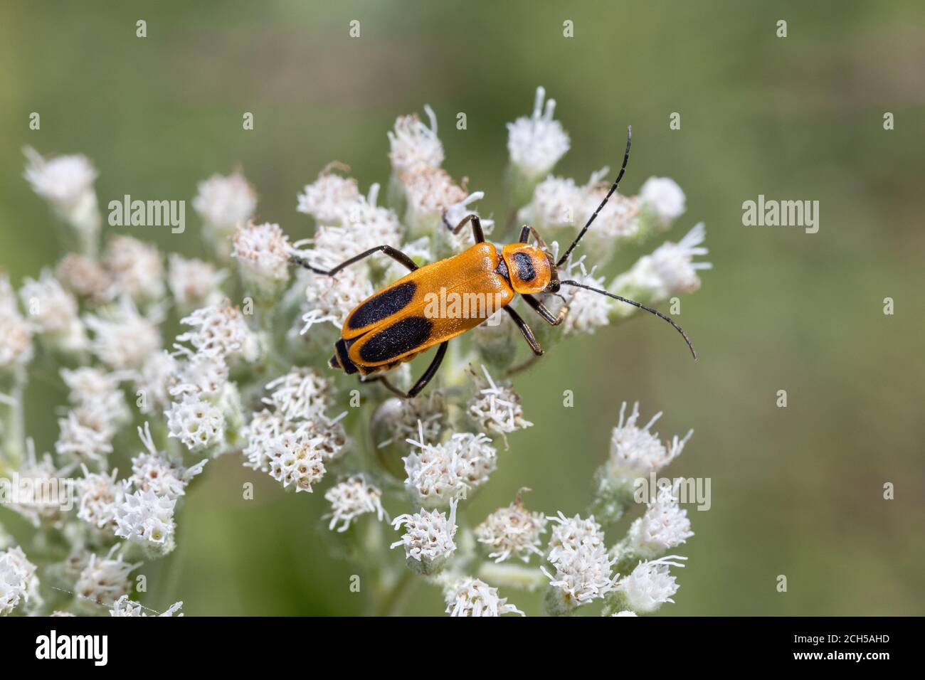 Goldenrod Soldier Beetle dans la zone de conservation du comté de Lee à Montrose, Iowa Banque D'Images