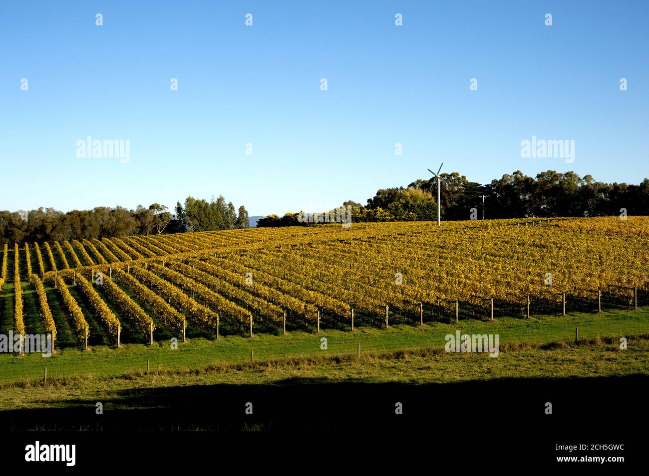 Vignoble de Tarrawarra en automne Banque D'Images