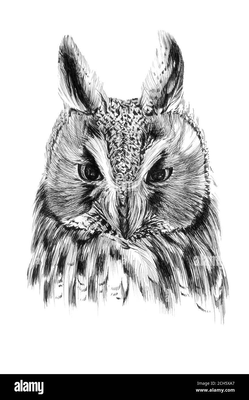 Portrait de hibou dessiné à la main, graphiques d'esquisse illustration monochrome sur fond blanc (originaux, pas de tracé) Banque D'Images