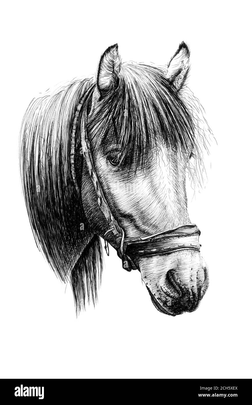 Portrait de cheval dessiné à la main, graphiques d'esquisse illustration monochrome sur fond blanc (originaux, pas de tracé) Banque D'Images