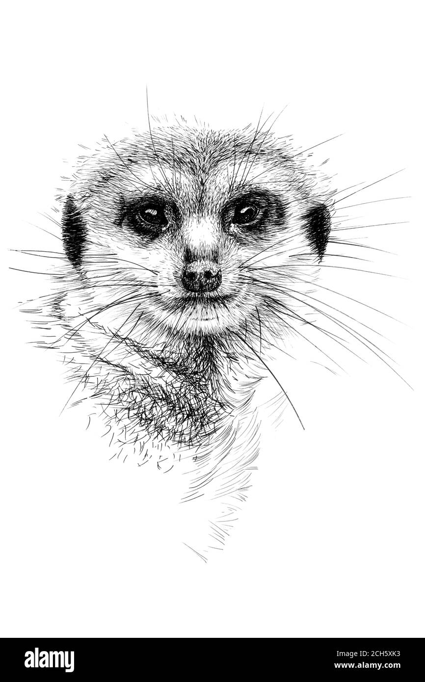 Portrait de meerkat dessiné à la main, graphiques d'esquisse illustration monochrome sur fond blanc (originaux, pas de tracé) Banque D'Images