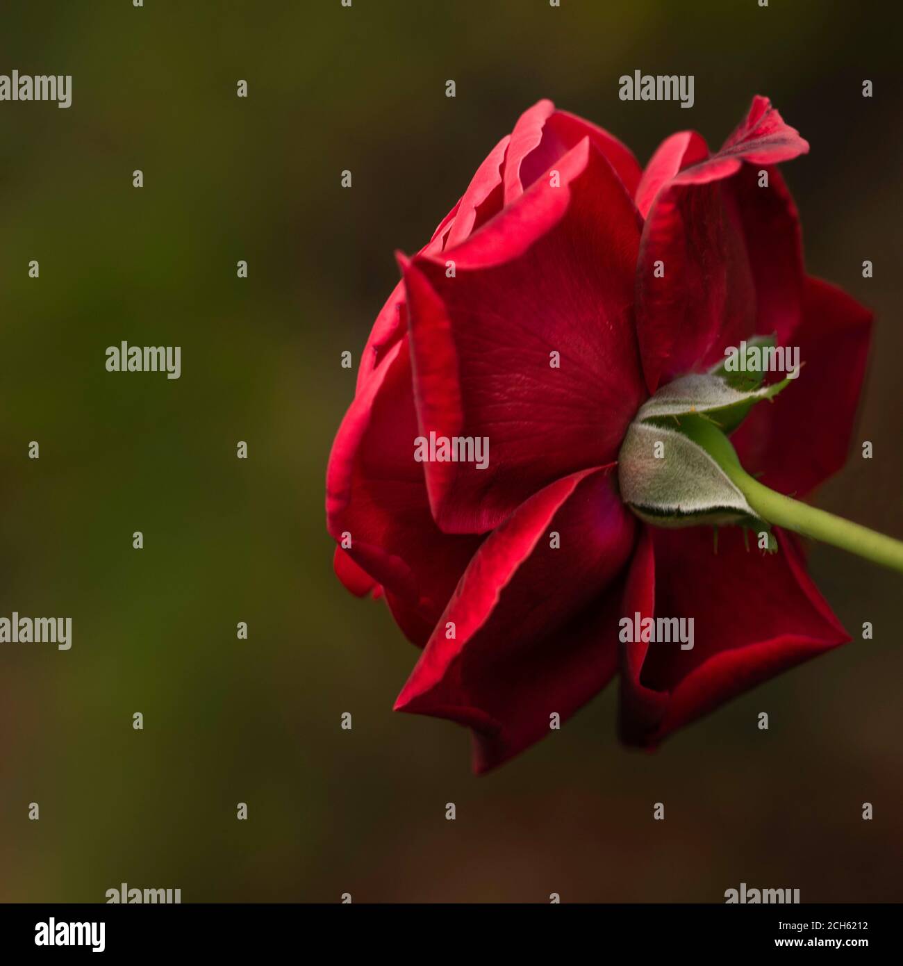 Rose rouge dans le jardin avec fond vert, de derrière Banque D'Images