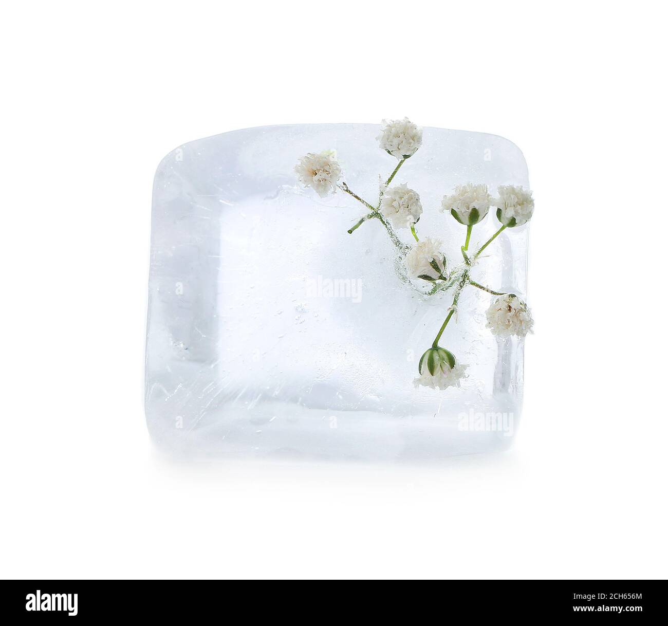 Fleurs congelées dans la glace sur fond blanc Banque D'Images