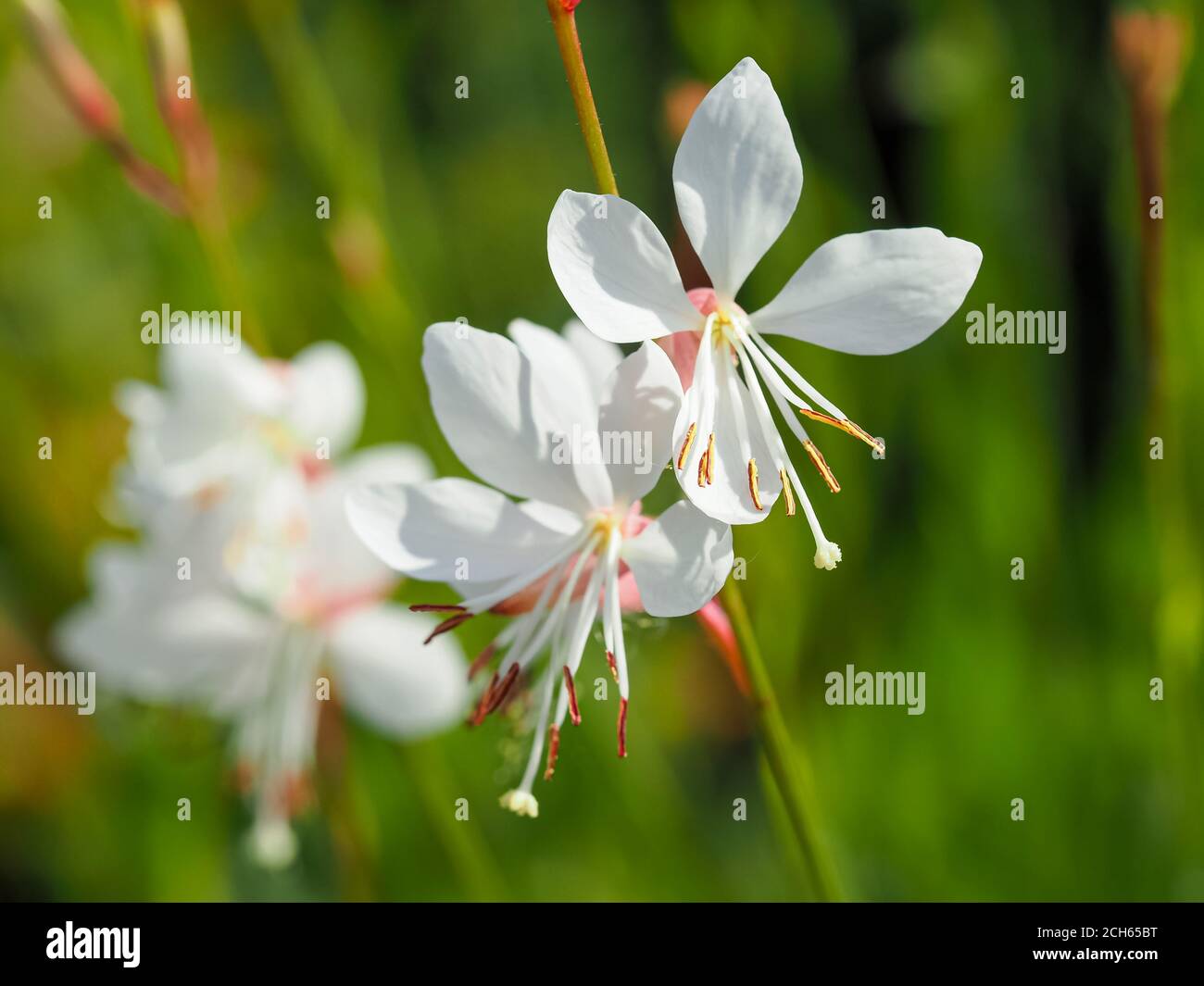 Gros plan sur les jolies fleurs blanches délicates de Gaura lindheimeri, variété Sparkle White Banque D'Images