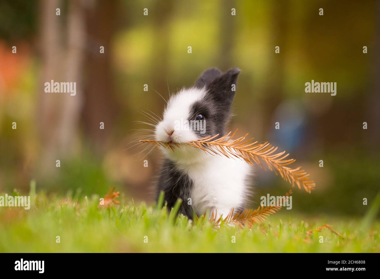 Lapin européen domestiqué (Oryctolagus cuniculus), qui a été largement domestiqué pour la nourriture ou comme animal de compagnie. Banque D'Images