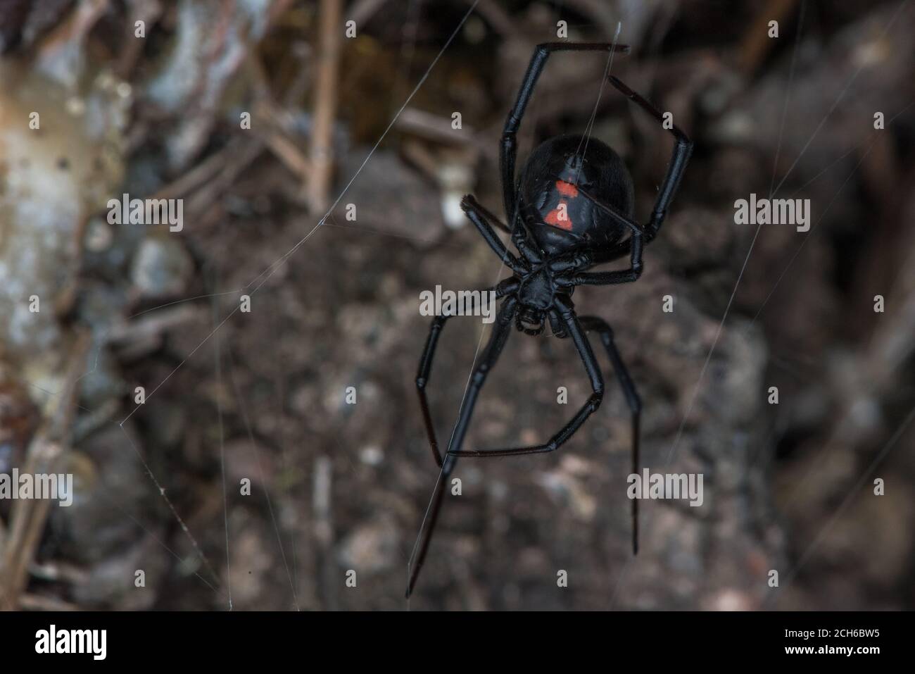 L'araignée noire occidentale (Latrodectus hesperus) est l'une des rares araignées dangereusement venimeuses en Amérique du Nord. Vu en Californie. Banque D'Images