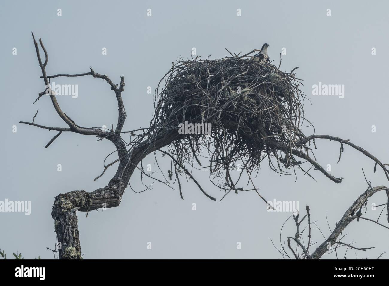 Une balbuzard sauvage (Pandion haliaetus) se trouve dans son nid massif près d'un lac dans le comté de Mendocino, en Californie. Banque D'Images