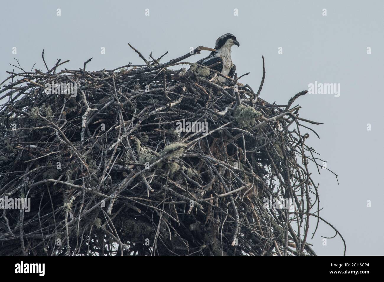 Une balbuzard sauvage (Pandion haliaetus) se trouve dans son nid massif près d'un lac dans le comté de Mendocino, en Californie. Banque D'Images