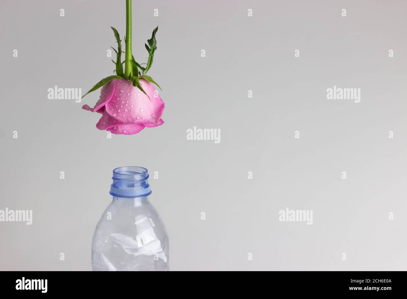 suspendu à l'envers rose rose avec fond blanc Photo Stock - Alamy