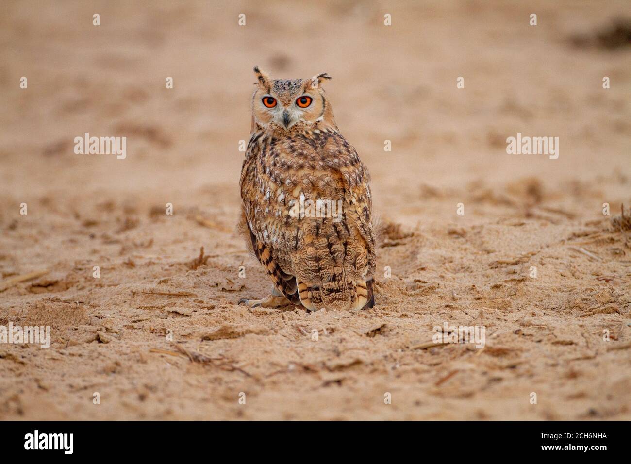 La chouette-aigle (Bubo ascalaphus) est une espèce de chouette de la famille des Strigidés. De 46 à 50 centimètres (18 à 20 po) de long, l'aigle-hibou pharaon en est un Banque D'Images