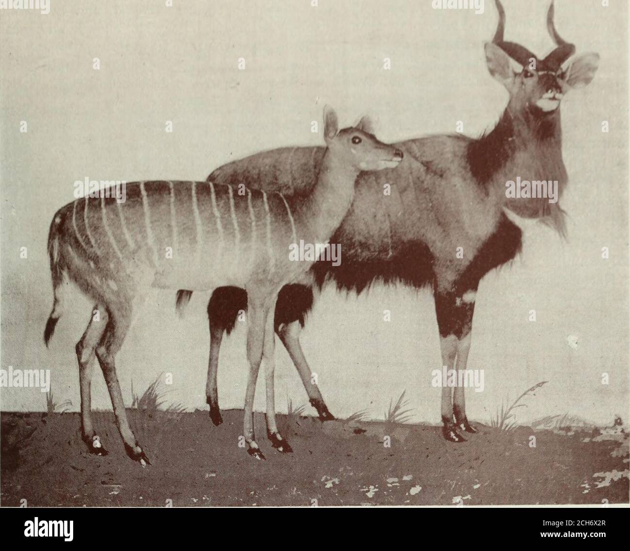 . Province de Natal : guide descriptif et manuel officiel . ble Antelope l'Inyala (Tragelaphus angasi) est l'un des plus beaux antilopes. Le corps est brun pâle grisâtre, avec neuf ou dix bandes blanches transversales, et les jambes au-dessous des genoux sont brun rougeâtre brillant. La femelle est sans charme ; elle est plus petite et de couleur rufeuse, et il y a environ une douzaine de bandes blanches transversales autour du corps. L'animal se trouve dans un pays boisé et épais et se trouve dans de petits troupeaux. Il s'étend de Zululand à la baie de Delagoa, et s'étend également au nord du Zambèze. Le Sitatunga (Tragelaphus selousi) Banque D'Images
