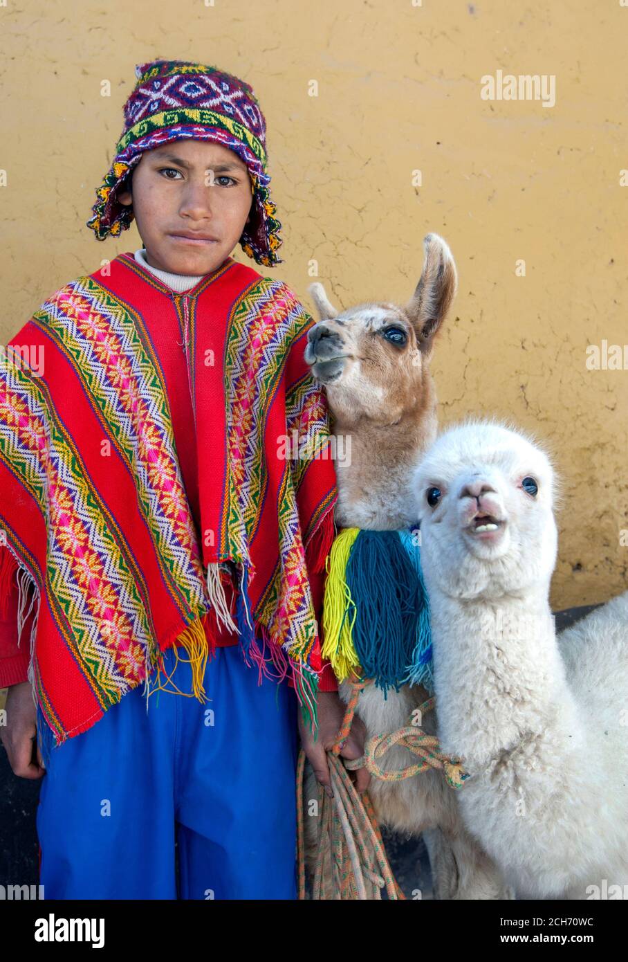 Un garçon vêtu d'un poncho péruvien traditionnel coloré et portant un  chullo sur sa tête se tient avec deux lamas sur le bord de la route à Cusco  au Pérou Photo Stock -