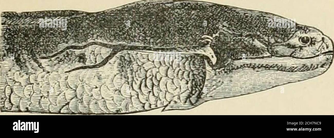 rencontres nc membres index
