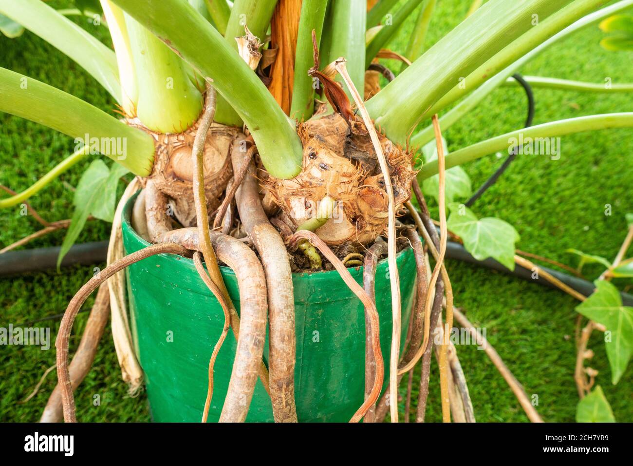 Monstera (plante de fromage suisse) croissant dans un petit récipient/pot de plante avec des racines poussant à l'extérieur du pot. Banque D'Images