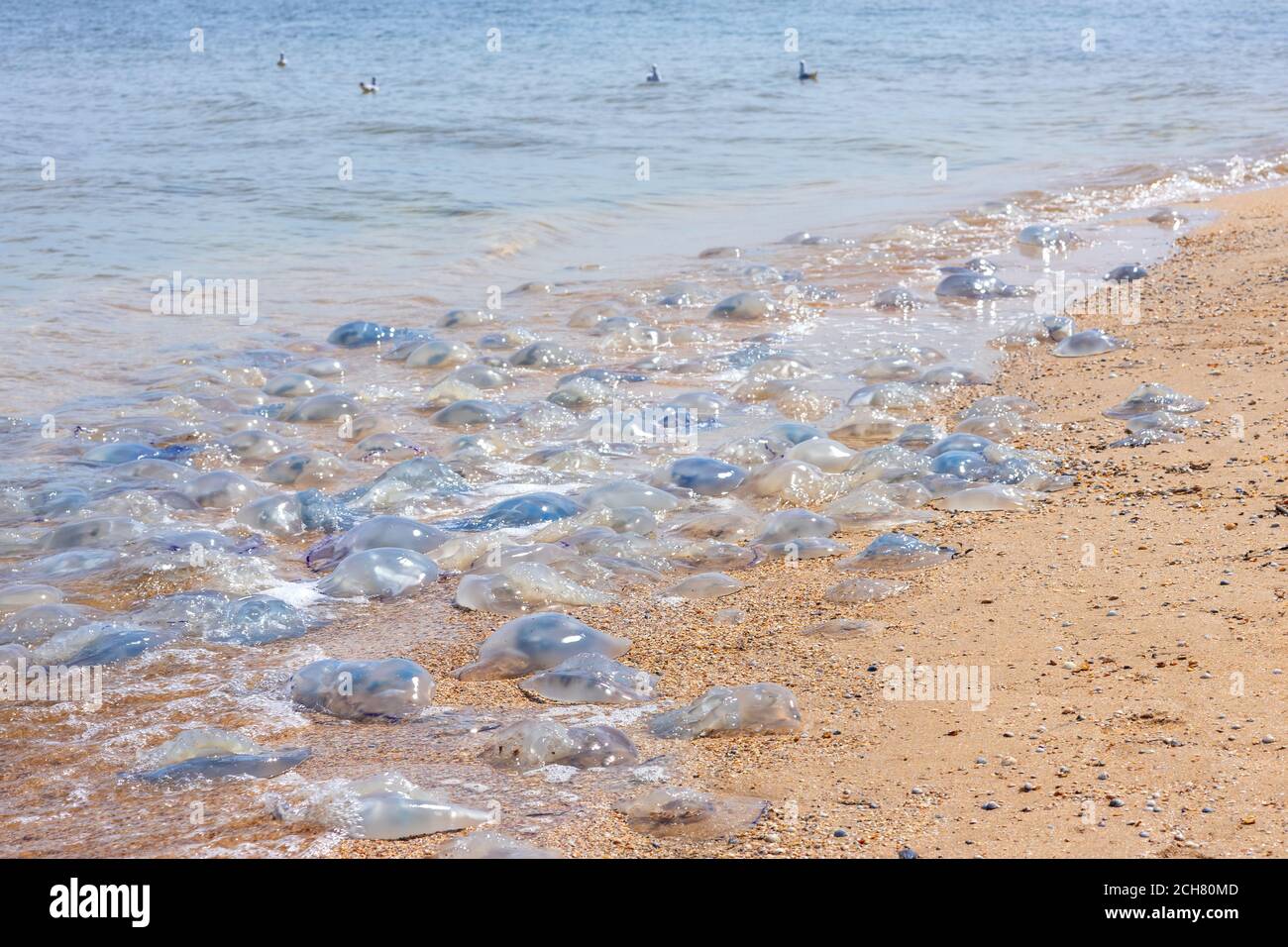 méduses mortes sur la plage Banque D'Images