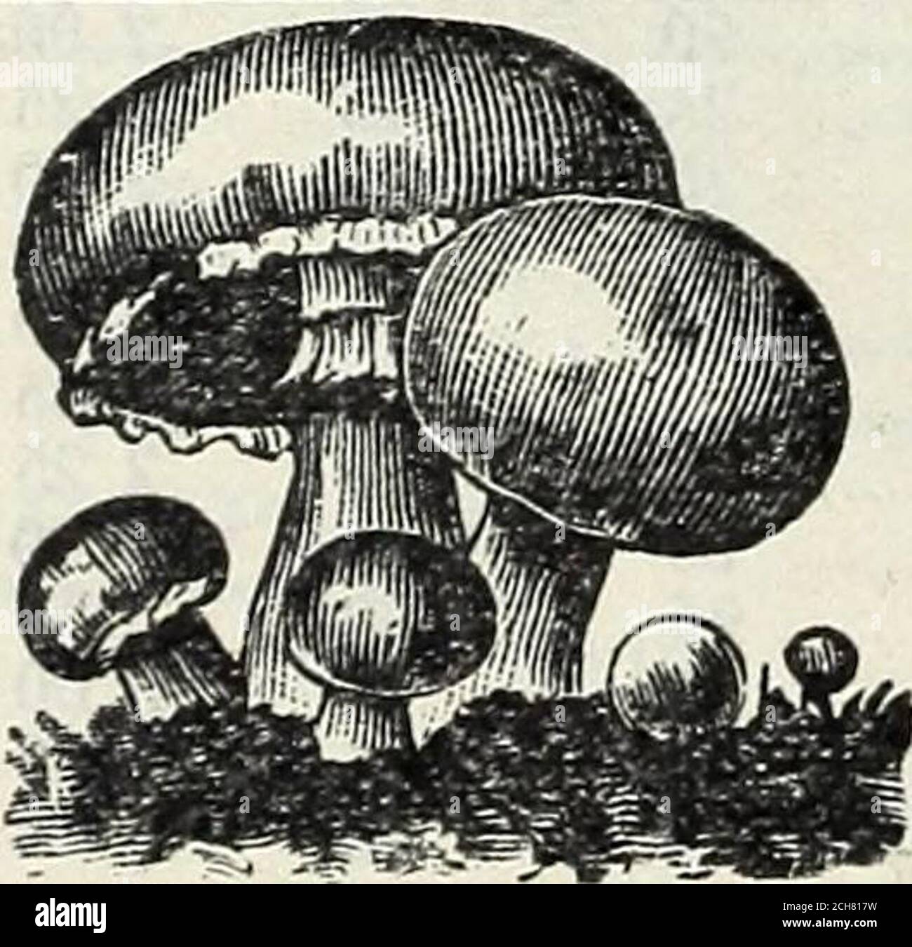 . Graines de Steckler : 1905 . Texas Rye 56 Texas Barlev 48 Texas Seed Wheat 60 Texas Red Rust Proof Oats 82 Hairy Vetch 60 sarrasin teosinte, argenté et japonais 48 Burr ou California Clover (mesuré) par quart 15c Kaffir Corn 10 Millet allemand 10 Sorghum, ambre et orange 10 Broom Corn, Evergreen 15 Dhouro ou maïs égyptien 20 tournesol russe 15 mélange de Hog Pature de Steckler 25 mélange de graines de Stecklers ^^ StecklerR herbe à gazon mixte 25 Oats de gazon de début d'hiver 10 maïs Mlllo *0 « W ^^^ Beggar géant Weed .l.Z;;;;;;;:;:V;;;;;;;;;;;; Z/; Z; Z.!; Z; Z.!; Z.!; Z!; Z!; Z!!!! HS dans les lots Lo Ib à, 30c Tfonan Urra 15 1 50 Banque D'Images