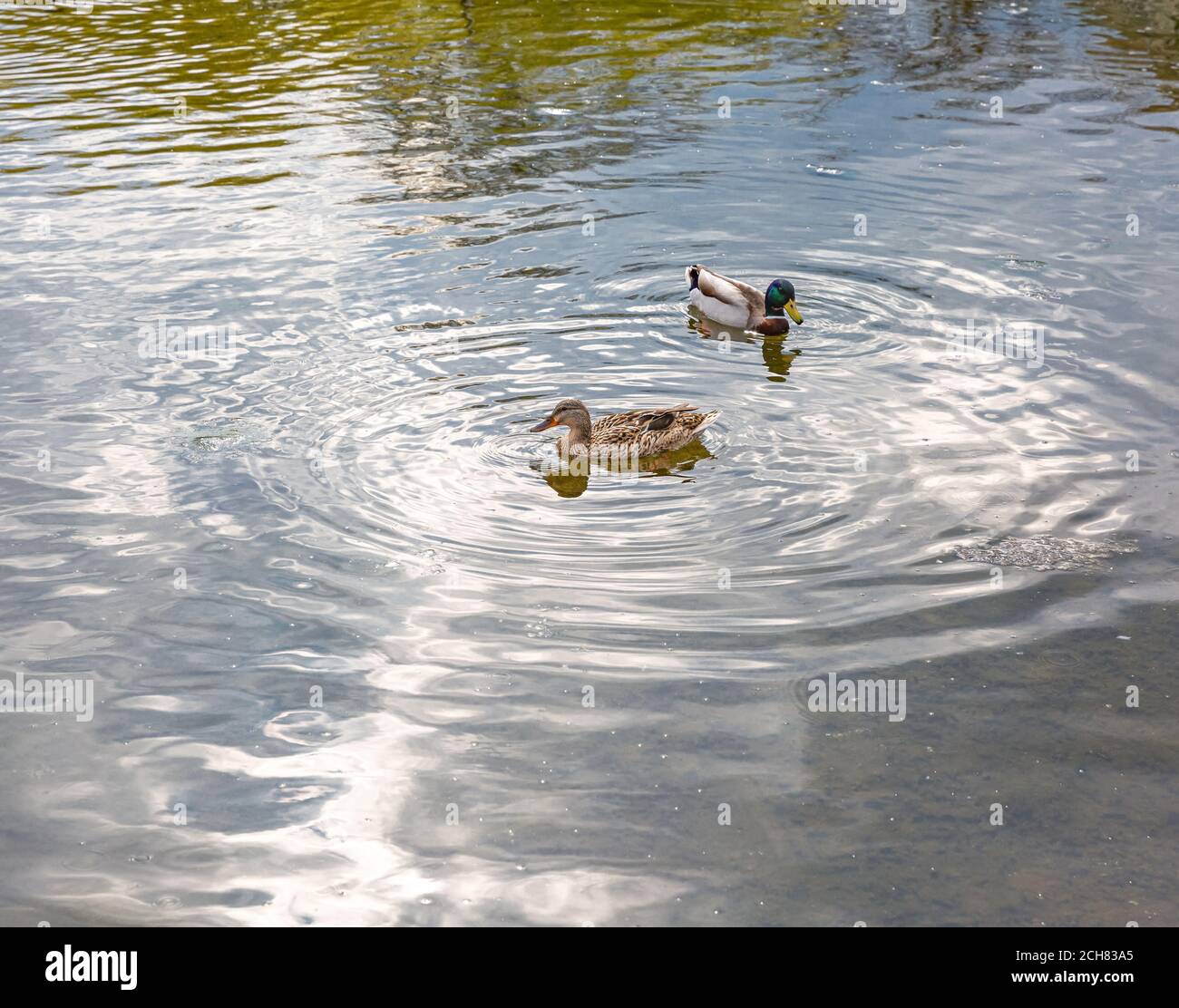 Canard colvert mâle et femelle nageant sur le lac. Couple de canards à la recherche de nourriture dans l'eau. Concentrez-vous sur le pallard féminin Banque D'Images