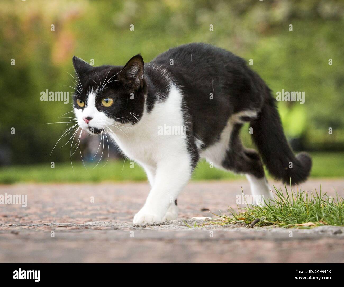 Fizz le chat qui a eu une de ses pattes arrière enlevée après qu'elle a été blessée par un culot d'une arme à air, comme la SPCA écossaise a joint ses forces avec le gouvernement écossais pour faire campagne et sensibiliser à la nouvelle législation sur les armes aériennes. APPUYEZ SUR ASSOCIATION photo. Date de la photo: Mardi 17 mai 2016. Les personnes qui possèdent ou utilisent une arme aérienne devront disposer d'un certificat lorsque les nouvelles règles visant à resserrer l'accès aux armes aériennes, introduites dans la loi de 2015 sur les armes aériennes et les licences (Écosse), entreront en vigueur à compter du 31 décembre 2016. APPUYEZ SUR ASSOCIATION photo. Date de la photo: Mardi 17 mai 2016. Le crédit photo devrait Banque D'Images