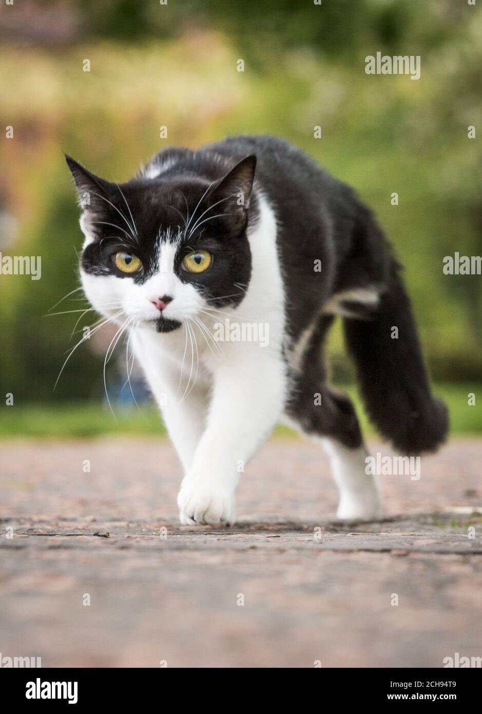 Fizz le chat qui a eu une de ses pattes arrière enlevée après qu'elle a été blessée par un culot d'une arme à air, comme la SPCA écossaise a joint ses forces avec le gouvernement écossais pour faire campagne et sensibiliser à la nouvelle législation sur les armes aériennes. APPUYEZ SUR ASSOCIATION photo. Date de la photo: Mardi 17 mai 2016. Les personnes qui possèdent ou utilisent une arme aérienne devront disposer d'un certificat lorsque les nouvelles règles visant à resserrer l'accès aux armes aériennes, introduites dans la loi de 2015 sur les armes aériennes et les licences (Écosse), entreront en vigueur à compter du 31 décembre 2016. APPUYEZ SUR ASSOCIATION photo. Date de la photo: Mardi 17 mai 2016. Le crédit photo devrait Banque D'Images