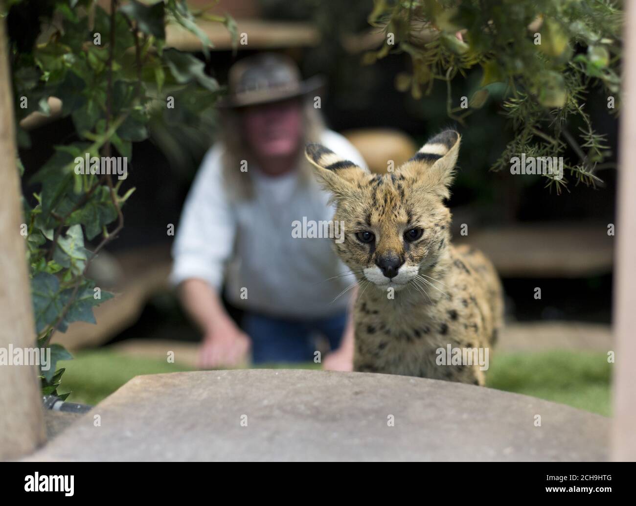 SOUS L'EMBARGO DU 0001 LUNDI 23 MAI Iain Newby avec son chat servile Squeaks, âgé de 1/2, chez lui à Great Wakering, Essex, comme des lions, des loups et des serpents venimeux mortels sont parmi des milliers d'animaux dangereux gardés dans des propriétés privées à travers le Royaume-Uni, des figures ont révélé. Banque D'Images