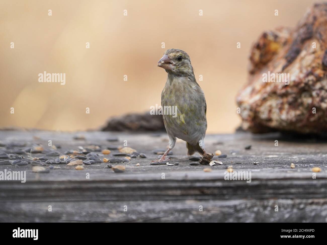 Jeune verdfinch européen (Chloris chloris) sur une table d'alimentation d'oiseaux, Espagne. Banque D'Images