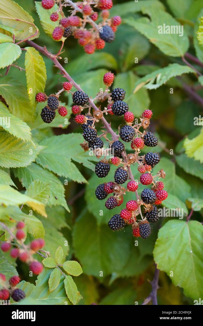 Mûre sauvage mûre et non mûre fruits poussant sur plante, Rubus fruticosus,  Blackberries, Espagne Photo Stock - Alamy