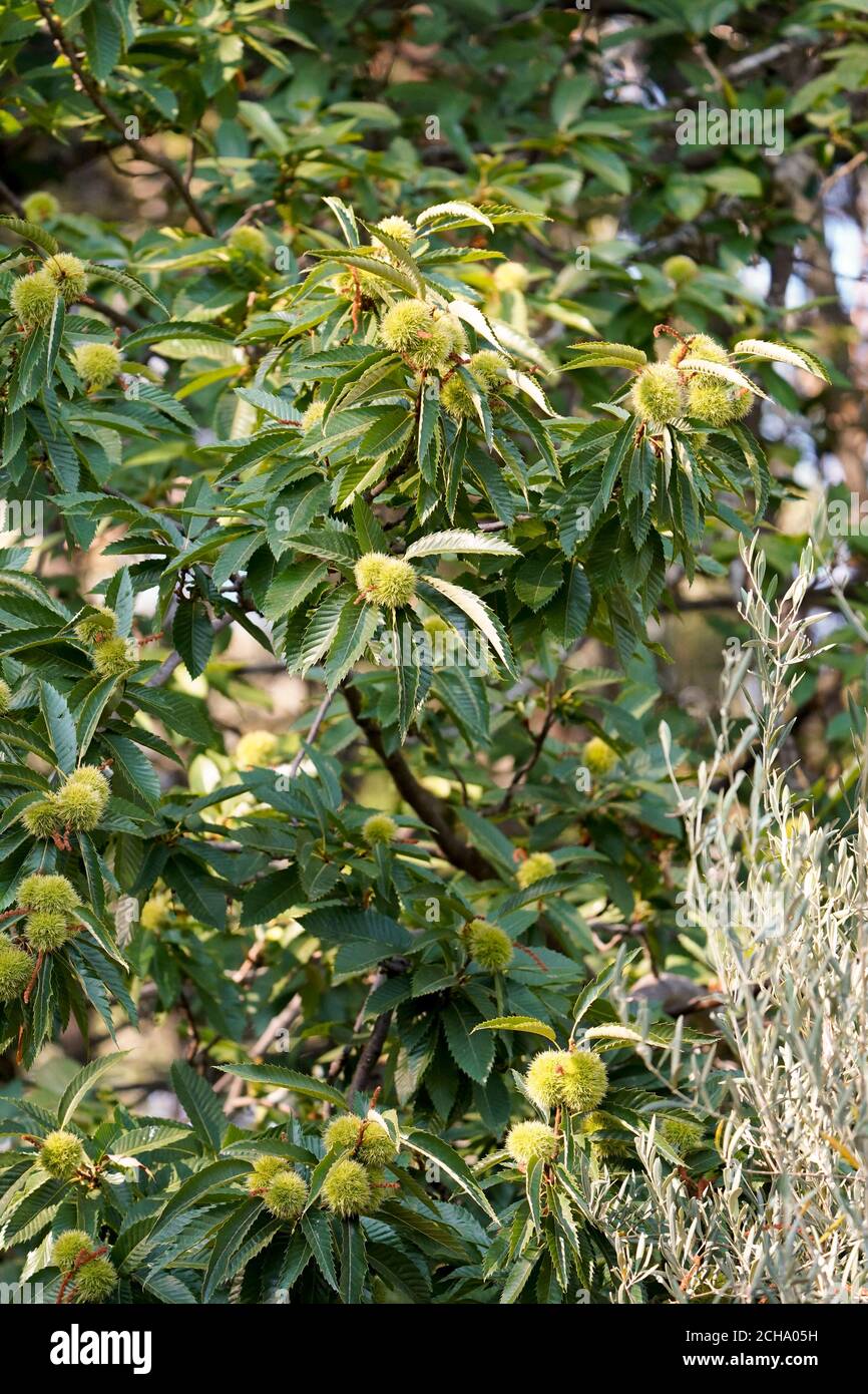 Jeune châtaigne espagnole douce (Castanea sativa) sur arbre, Espagne. Banque D'Images