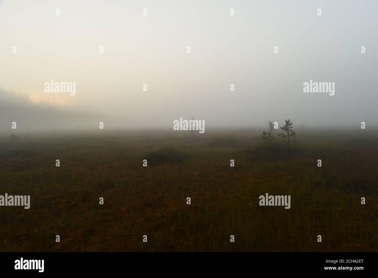 Lever du soleil sur la forêt dans un brouillard blanc marécageux Banque D'Images