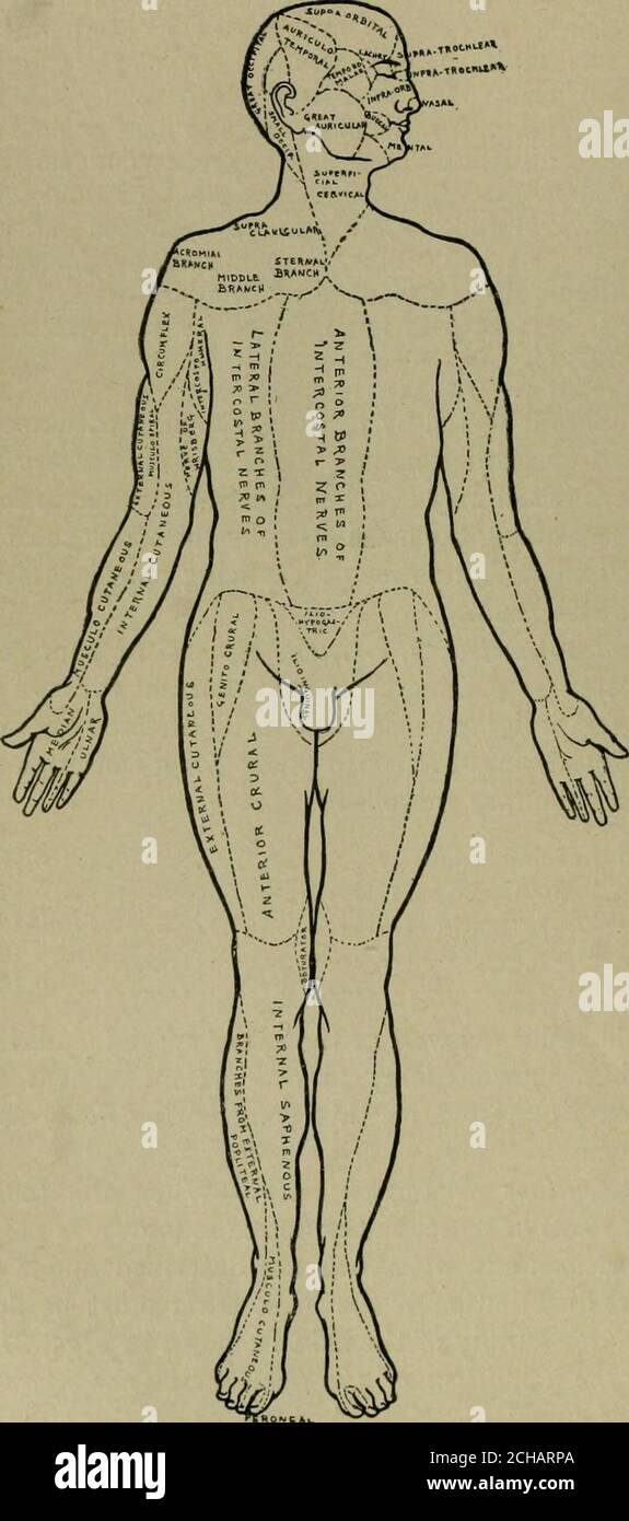 . Texte-livre des maladies nerveuses; être un compendium pour l'usage des étudiants et des praticiens de la médecine . 0.17 audition 0.13 vue 0.16 goût 0.15 le sens tactile, ainsi que les autres sensations spéciales et générales, peuvent montrer un retard dans la conduction. Le capteur tactile en particulier devrait être testé sur ce point. Le délai peut être de plusieurs secondes. Sensations doubles ou polycesthesia.—lorsque le toucher de onepoint est ressenti comme deux ou plus, le symptôme est connu sous le nom de polyatesthesia.On décrit les sensations et l'allochirie référées dans la section Symptom-atology. La distribution de l'anesthésie doit être déte Banque D'Images