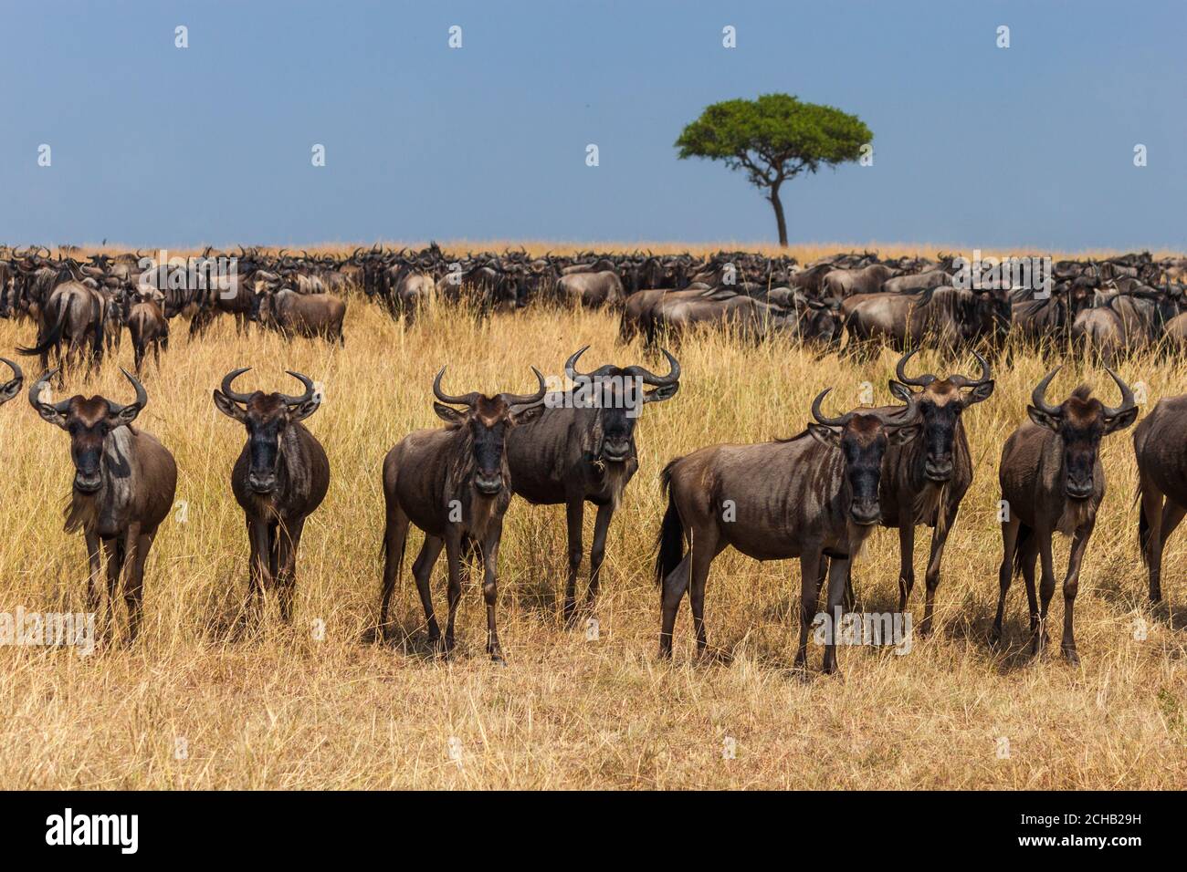 Garder la montre - Wildebeest garder un oeil vigilant à l'avant du reste du troupeau Banque D'Images