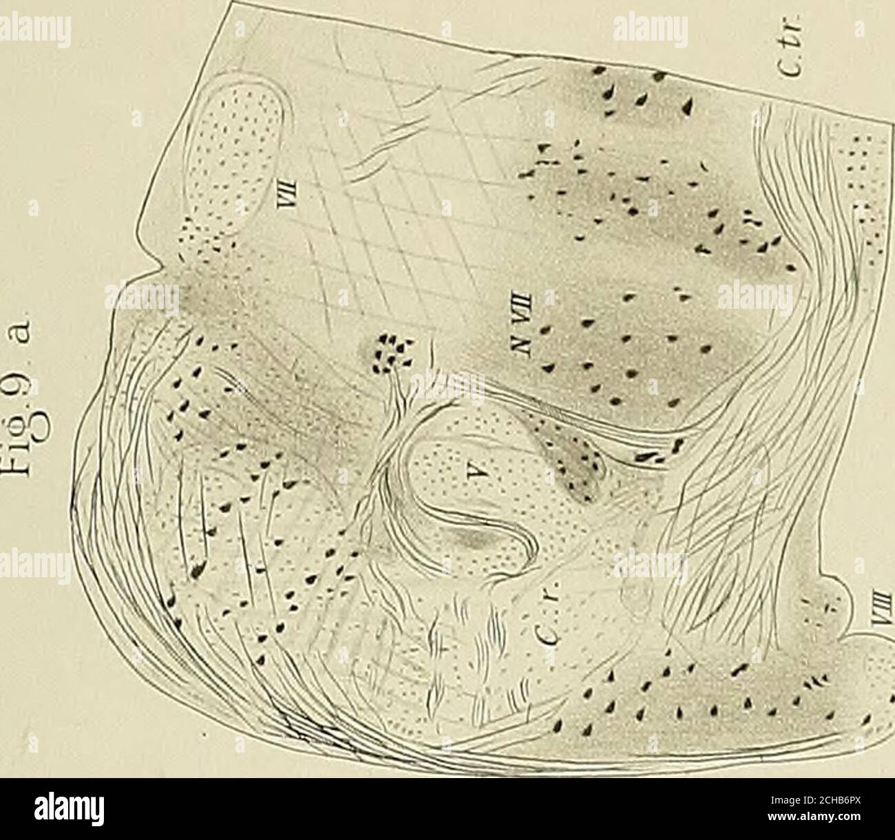 . Denkschriften der Medicinisch-Naturwissenschaftlichen Gesellschaft zu Jena . Banque D'Images