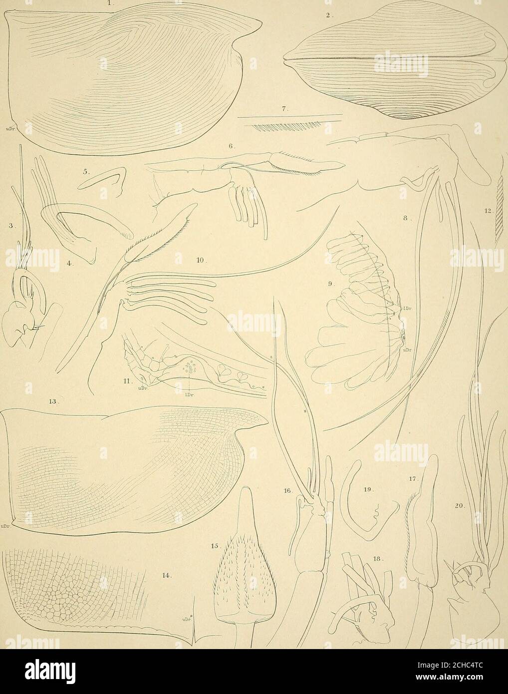 . Die ostracoden der Siboga-expedition . entralseite. 70X et 58 X- Fig. 3. Intenast der Rechten 2. Ann. Des cf. 90 X- Fig. 4, 5. Rechten und linken 2. Antenne. 154 X- Fig. 6. Frontalorgan und 1. Ann. Des 9 (Borsten gekürzt). 154 X- Fig. 7. Stück der Hauptborste der 1. Ann. Des cf. 270 X. Fig. 8. Frontalorgan und 1. Ann. Des c?. 154 X- Fig. 9. Rechte hintere ventrale Ecke von der medialen Seite. 154 X- Fig. 10—20. Conchoecia sibogae. ARTICLE 8. Figure 10. Frontalorgan und 1. Ann. Des 9- 9° X. Fig. 11. Rechte hintere ventrale Ecke von der medialen Seite. 154 X- Fig. 12. Stück der H Banque D'Images