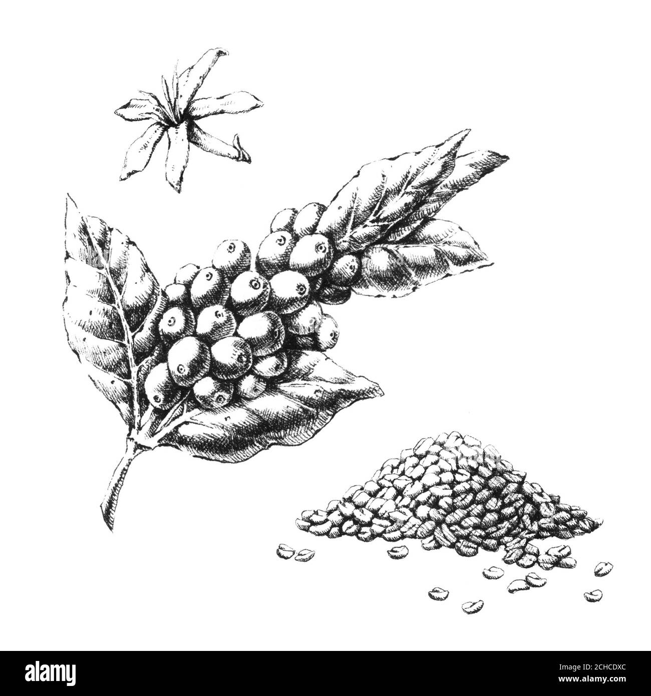 Illustration noire et blanche dessinée à la main par une plante de café. JPEG uniquement Banque D'Images