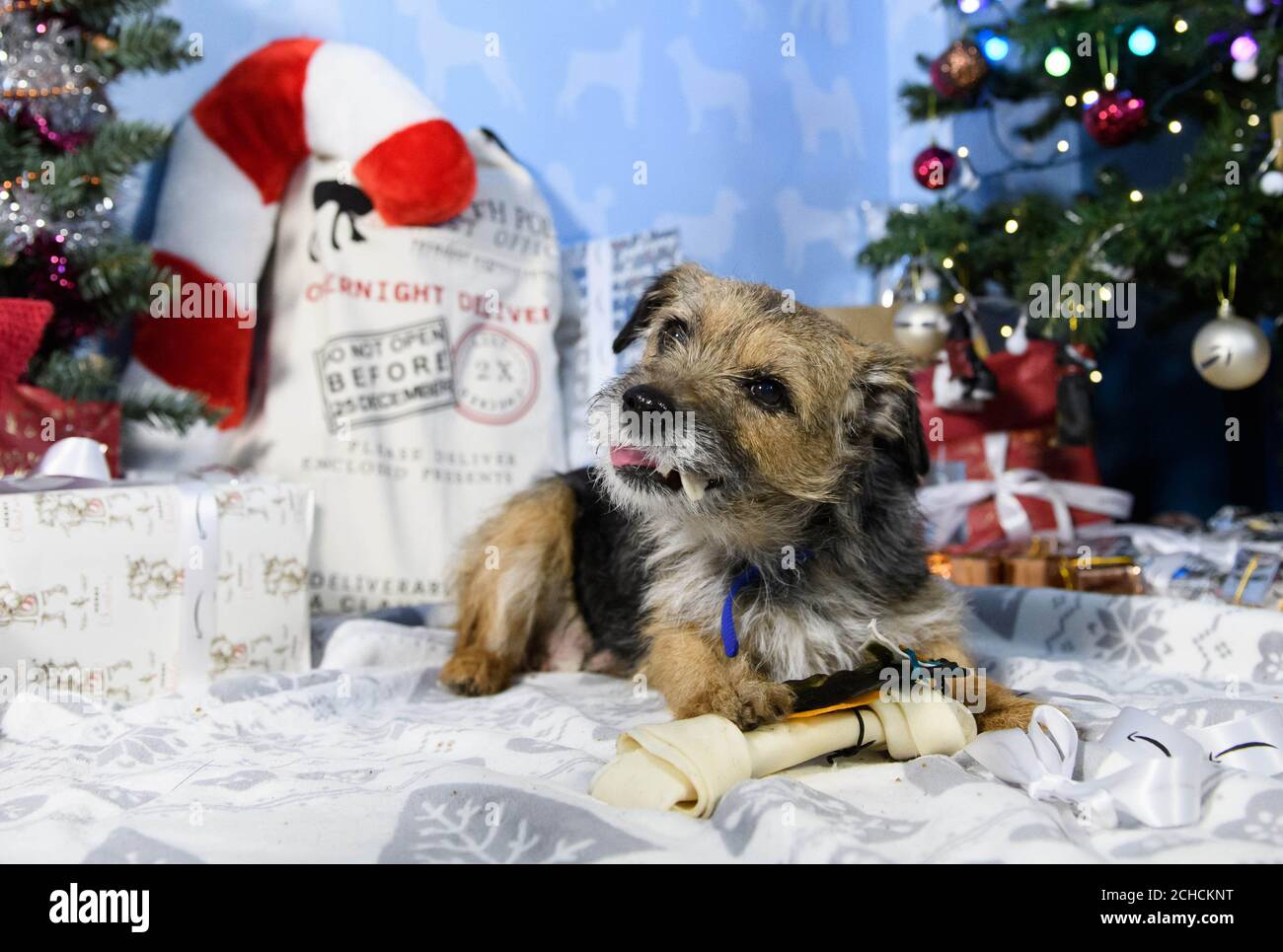 Louise, âgée de 9 ans, chien Terrier secouru, reçoit un cadeau de bienvenue  du magasin Amazon Christmas Store de Battersea Dogs & Cats Home à Londres,  tandis que le détaillant en ligne