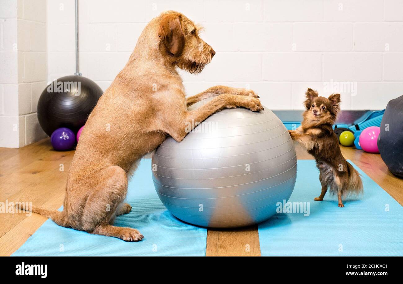 Un chien de vizsla nommé Maple et un chihuahua nommé Lucky pose avec une boule d'exercice comme Argos lance la Maison de la condition physique, de restauration à de nouvelles tendances telles que 'Petscercise', qui selon la recherche est la dernière séance d'entraînement de choix. Banque D'Images